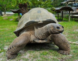 Vallée des Tortues