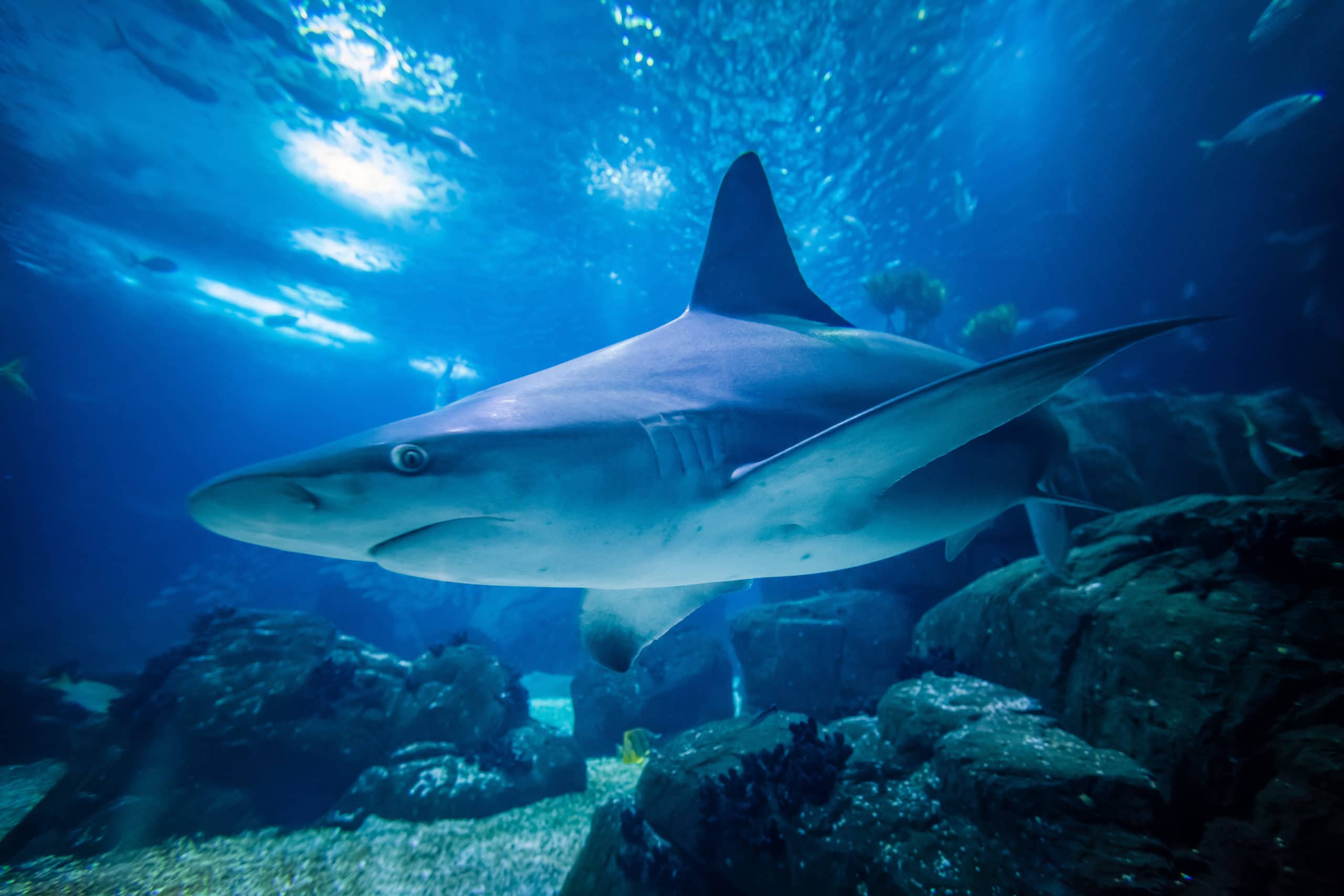 Aquarium ONIRIA de Canet en Roussillon